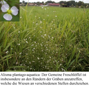 eichwe04.jpg (54111 Byte)