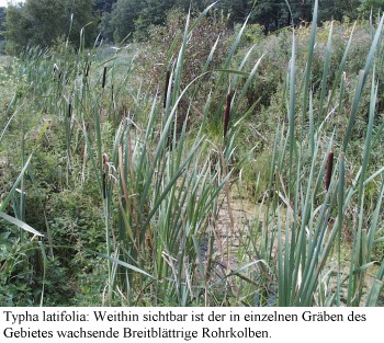 eichwe14.jpg (59163 Byte)