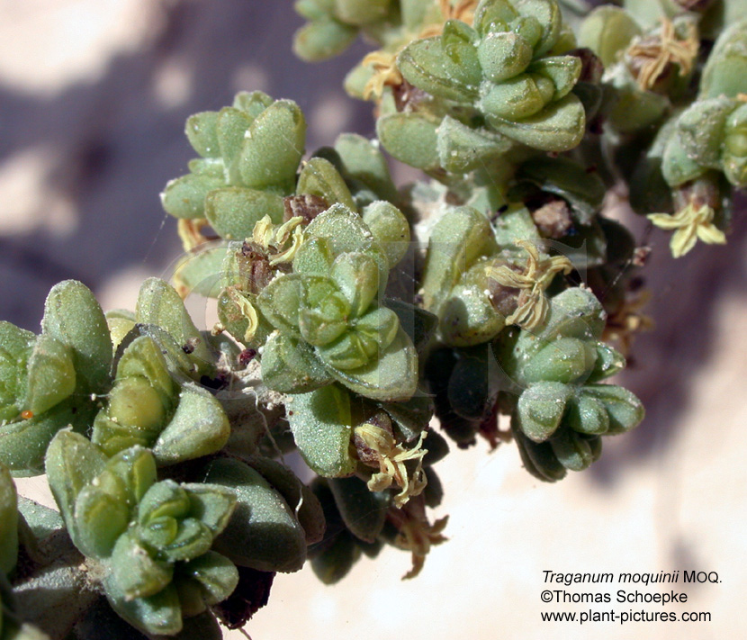 Thomas Schoepke Plant Image Gallery Amaranthaceae