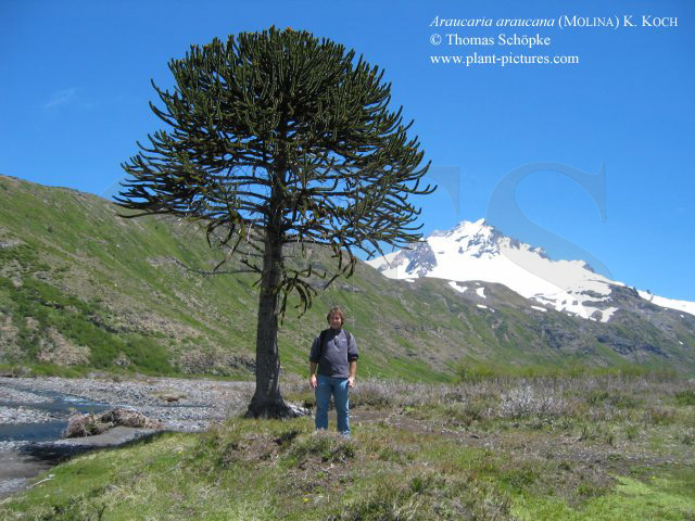 Thomas Schoepke Plant Image Gallery Araucariaceae