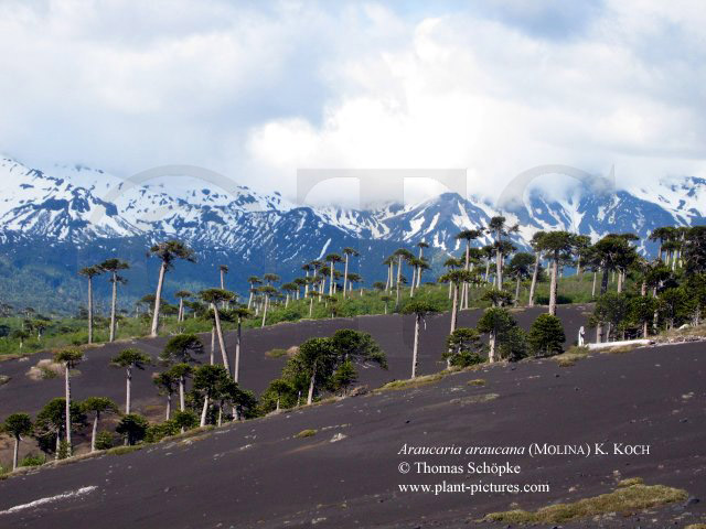 Bunya Baum