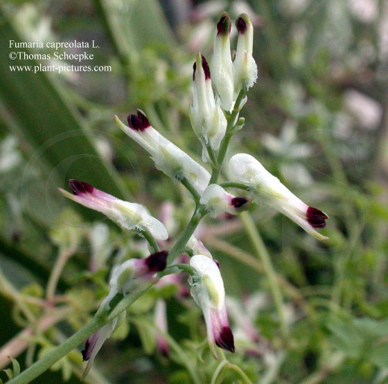 Th. Schoepke Vorlesung Systematik Rosidae Ranunculales