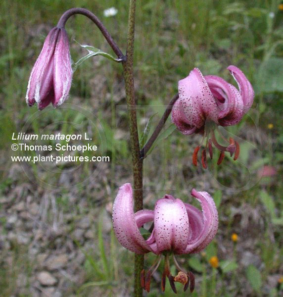 cp000770.jpg (78817 Byte)