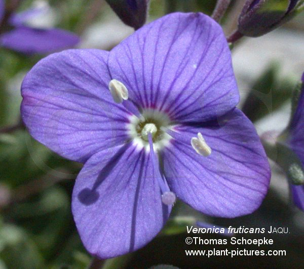 Bildergebnis für plantaginaceae blüte