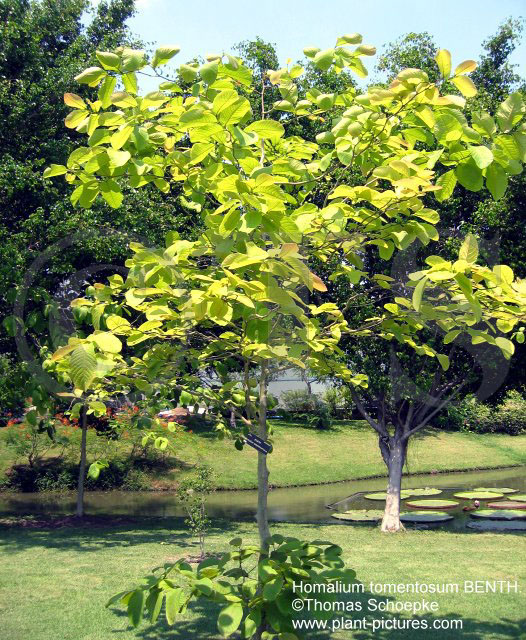 Thomas Schoepke Plant Image Gallery Myrtaceae