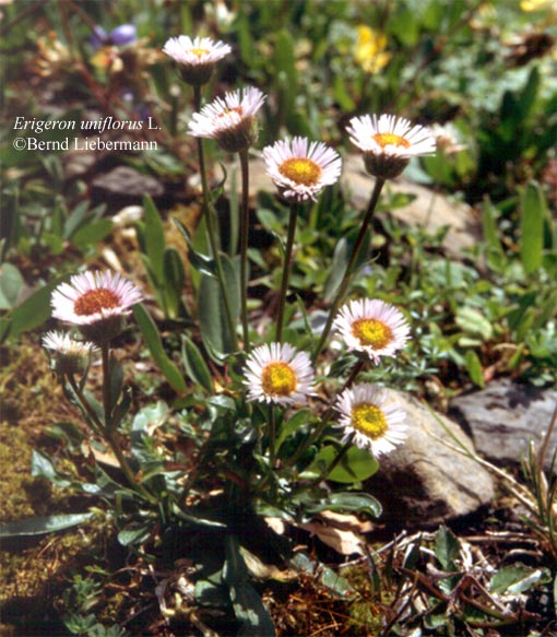 echtes edelweiss pflanze
