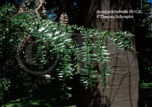 Thomas Schoepke Plant Image Gallery Araucariaceae