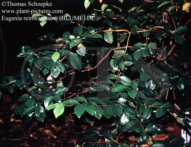 Thomas Schoepke Plant Image Gallery Myrtaceae