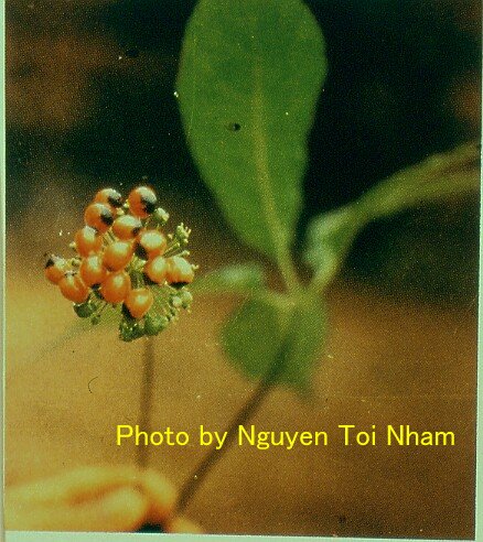 Panax Vietnamensis